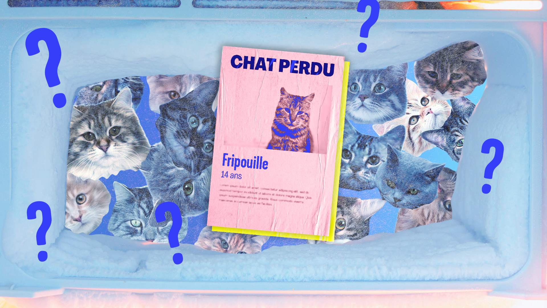 À la recherche du chat perdu (ou mort) | URBANIA