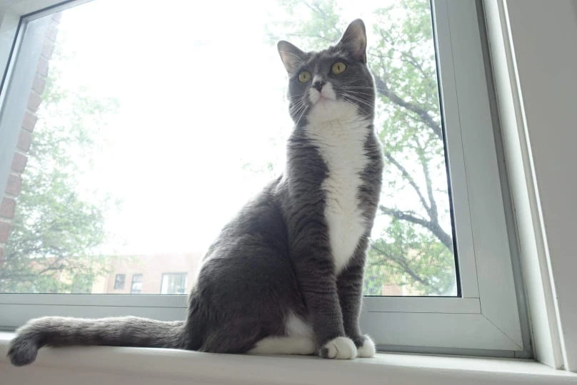 Je vous présente Misty, elle est jolie et conne comme un balai.