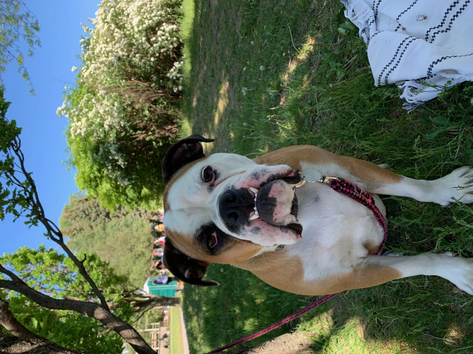 Ozzy, destructeur de souliers et d’art contemporain.