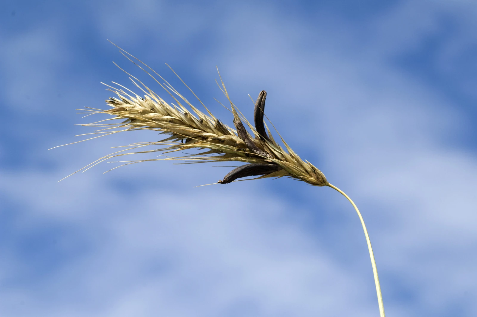 Céréale parasitée par l’ergot du seigle